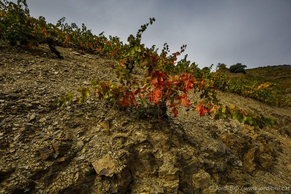 SORTIDA FOTOGRÀFICA DE PAISATGES DE TARDOR I POSTA DE SOL | 25/10/2025 - Imatge 3